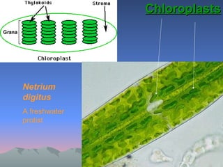Chloroplasts Netrium digitus A freshwater protist  
