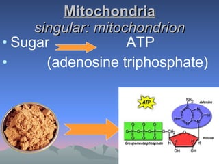 Mitochondria singular: mitochondrion Sugar  ATP  (adenosine triphosphate) 