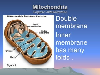 Mitochondria singular: mitochondrion Double membrane Inner membrane has many folds .  