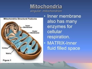 Mitochondria singular: mitochondrion Inner membrane also has many enzymes for cellular respiration. MATRIX-Inner fluid filled space  