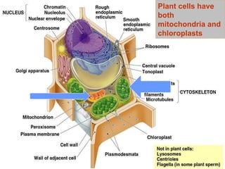 Plant cells have both mitochondria and chloroplasts 