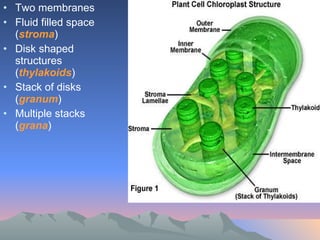 Two membranes Fluid filled space ( stroma ) Disk shaped structures ( thylakoids ) Stack of disks ( granum ) Multiple stacks ( grana ) 