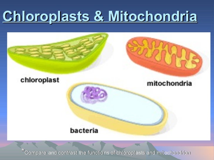 chloroplast and mitochondria venn diagram of mitochondria and chloroplasts
