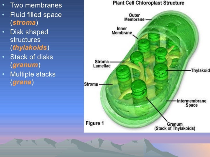 Chloroplast and mitochondria