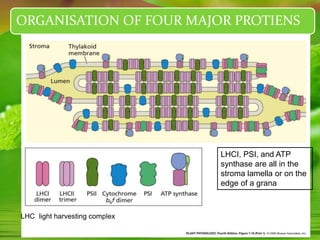 LHC light harvesting complex
LHCI, PSI, and ATP
synthase are all in the
stroma lamella or on the
edge of a grana
ORGANISATION OF FOUR MAJOR PROTIENS
 