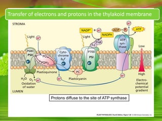 Protons diffuse to the site of ATP synthase
Transfer of electrons and protons in the thylakoid membrane
 