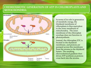 CHEMIOSMOTIC GENERATION OF ATP IN CHLOROPLASTS AND
MITOCHONDRIA
In terms of its role in generation
of metabolic energy, the
thylakoid membrane of
chloroplasts is thus equivalent
to the inner membrane of
mitochondria. The inner
membrane of the chloroplast
envelope does not function in
photosynthesis.
Instead, the chloroplast ETC is
located in the thylakoid
membrane, and protons are
pumped across this membrane
from the stroma to the thylakoid
lumen. The resulting
electrochemical gradient then
drives ATP synthesis as protons
cross back into the stroma.
 