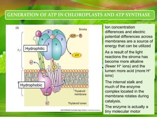 GENERATION OF ATP IN CHLOROPLASTS AND ATP SYNTHASE
Ion concentration
differences and electric
potential differences across
membranes are a source of
energy that can be utilized
As a result of the light
reactions the stroma has
become more alkaline
(fewer H+ ions) and the
lumen more acid (more H+
ions)
Hydrophilic
Hydrophobic
The internal stalk and
much of the enzyme
complex located in the
membrane rotates during
catalysis.
The enzyme is actually a
tiny molecular motor
 