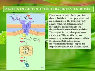 PROTEIN IMPORT INTO THE CHLOROPLAST STROMA
Proteins are targeted for import into
chloroplasts by a transit peptide at their
amino terminus. The transit peptide
directs polypeptide translocation
through the Toc complex in the
chloroplast outer membrane and the
Tic complex in the chloroplast inner
membrane. This peptide is then
removed by proteolytic cleavage within
the stroma. Both cytosolic and
chloroplast chaperones (Hsp60 and
Hsp70) are required for protein import.
 