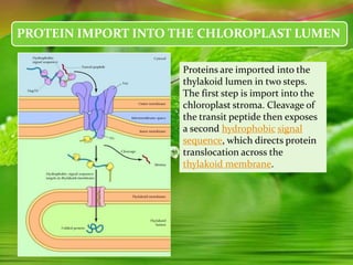 PROTEIN IMPORT INTO THE CHLOROPLAST LUMEN
Proteins are imported into the
thylakoid lumen in two steps.
The first step is import into the
chloroplast stroma. Cleavage of
the transit peptide then exposes
a second hydrophobic signal
sequence, which directs protein
translocation across the
thylakoid membrane.
 