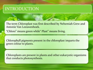 INTRODUCTION
The term Chloroplast was first described by Nehemiah Grew and
Antonie Van Leeuwenhoek.
“Chloro” means green while“ Plast” means living.
Chlorophyll pigments present in the chloroplast imparts the
green colour to plants.
Chloroplasts are present in plants and other eukaryotic organisms
that conducts photosynthesis.
 