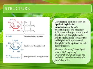STRUCTURE
Distinctive composition of
lipid of thylakoid
membrane: only 10%
phospholipids; the majority,
80%, are uncharged mono- and
digalactosyl diacylglycerols,
and the remaining 10% are the
sulfolipids sulfoquinovosyl
diacylglycerols (quinovose is 6-
deoxyglucose).
The acyl chains of these lipids
have a high degree of
unsaturation, which gives the
thylakoid membrane a highly
fluid character.
 