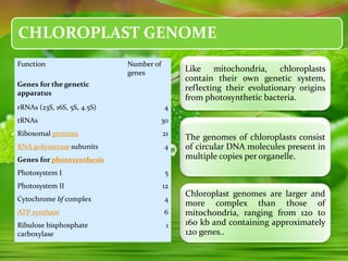 CHLOROPLAST GENOME
Like mitochondria, chloroplasts
contain their own genetic system,
reflecting their evolutionary origins
from photosynthetic bacteria.
The genomes of chloroplasts consist
of circular DNA molecules present in
multiple copies per organelle.
Chloroplast genomes are larger and
more complex than those of
mitochondria, ranging from 120 to
160 kb and containing approximately
120 genes..
Function Number of
genes
Genes for the genetic
apparatus
rRNAs (23S, 16S, 5S, 4.5S) 4
tRNAs 30
Ribosomal proteins 21
RNA polymerase subunits 4
Genes for photosynthesis
Photosystem I 5
Photosystem II 12
Cytochrome bf complex 4
ATP synthase 6
Ribulose bisphosphate
carboxylase
1
 