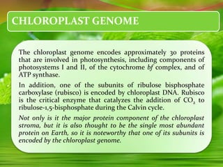 CHLOROPLAST GENOME
The chloroplast genome encodes approximately 30 proteins
that are involved in photosynthesis, including components of
photosystems I and II, of the cytochrome bf complex, and of
ATP synthase.
In addition, one of the subunits of ribulose bisphosphate
carboxylase (rubisco) is encoded by chloroplast DNA. Rubisco
is the critical enzyme that catalyzes the addition of CO2 to
ribulose-1,5-bisphosphate during the Calvin cycle.
Not only is it the major protein component of the chloroplast
stroma, but it is also thought to be the single most abundant
protein on Earth, so it is noteworthy that one of its subunits is
encoded by the chloroplast genome.
 
