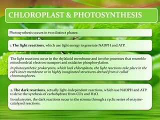 CHLOROPLAST & PHOTOSYNTHESIS
Photosynthesis occurs in two distinct phases:
1. The light reactions, which use light energy to generate NADPH and ATP.
The light reactions occur in the thylakoid membrane and involve processes that resemble
mitochondrial electron transport and oxidative phosphorylation.
In photosynthetic prokaryotes, which lack chloroplasts, the light reactions take place in the
cell’s inner membrane or in highly invaginated structures derived from it called
chromatophores.
2. The dark reactions, actually light-independent reactions, which use NADPH and ATP
to drive the synthesis of carbohydrate from CO2 and H2O.
In eukaryotes, the dark reactions occur in the stroma through a cyclic series of enzyme-
catalyzed reactions.
 