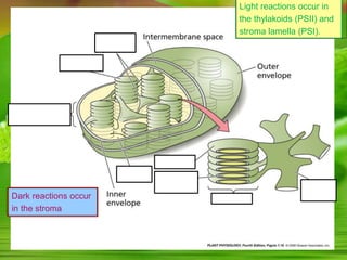 Light reactions occur in
the thylakoids (PSII) and
stroma lamella (PSI).
Dark reactions occur
in the stroma
 