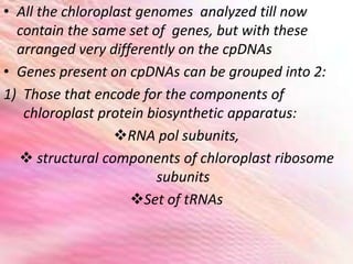 • All the chloroplast genomes analyzed till now
contain the same set of genes, but with these
arranged very differently on the cpDNAs
• Genes present on cpDNAs can be grouped into 2:
1) Those that encode for the components of
chloroplast protein biosynthetic apparatus:
RNA pol subunits,
 structural components of chloroplast ribosome
subunits
Set of tRNAs
 