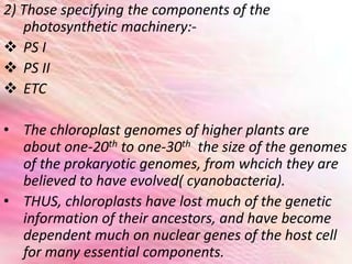 2) Those specifying the components of the
photosynthetic machinery:-
 PS I
 PS II
 ETC
• The chloroplast genomes of higher plants are
about one-20th to one-30th the size of the genomes
of the prokaryotic genomes, from whcich they are
believed to have evolved( cyanobacteria).
• THUS, chloroplasts have lost much of the genetic
information of their ancestors, and have become
dependent much on nuclear genes of the host cell
for many essential components.
 