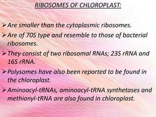 RIBOSOMES OF CHLOROPLAST:
Are smaller than the cytoplasmic ribosomes.
Are of 70S type and resemble to those of bacterial
ribosomes.
They consist of two ribosomal RNAs; 23S rRNA and
16S rRNA.
Polysomes have also been reported to be found in
the chloroplast.
Aminoacyl-tRNAs, aminoacyl-tRNA synthetases and
methionyl-tRNA are also found in chloroplast.
 