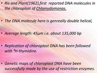 • Ris and Plant(1962),first reported DNA molecules in
the chloroplast of Chlamydomonas.
• The DNA molecule here is genreally double helical,
• Average length: 45µm i.e. about 135,000 bp
• Replication of chloroplast DNA has been followed
with ³H-thymidine.
• Genetic maps of chloroplast DNA have been
successfully made by the use of restriction enzymes.
 