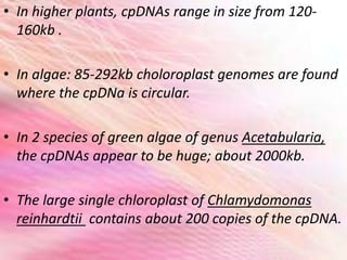 • In higher plants, cpDNAs range in size from 120-
160kb .
• In algae: 85-292kb choloroplast genomes are found
where the cpDNa is circular.
• In 2 species of green algae of genus Acetabularia,
the cpDNAs appear to be huge; about 2000kb.
• The large single chloroplast of Chlamydomonas
reinhardtii contains about 200 copies of the cpDNA.
 