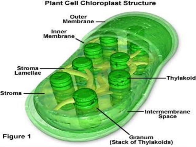 Chloroplast dna
