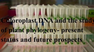 Chloroplast DNA and the study
of plant phylogeny- present
status and future prospects
 