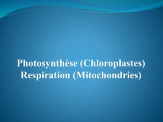 Photosynthèse (Chloroplastes)
Respiration (Mitochondries)
 
