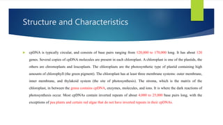 Structure and Characteristics
 cpDNA is typically circular, and consists of base pairs ranging from 120,000 to 170,000 long. It has about 120
genes. Several copies of cpDNA molecules are present in each chloroplast. A chloroplast is one of the plastids, the
others are chromoplasts and leucoplasts. The chloroplasts are the photosynthetic type of plastid containing high
amounts of chlorophyll (the green pigment). The chloroplast has at least three membrane systems: outer membrane,
inner membrane, and thylakoid system (the site of photosynthesis). The stroma, which is the matrix of the
chloroplast, in between the grana contains cpDNA, enzymes, molecules, and ions. It is where the dark reactions of
photosynthesis occur. Most cpDNAs contain inverted repeats of about 4,000 to 25,000 base pairs long, with the
exceptions of pea plants and certain red algae that do not have inverted repeats in their cpDNAs.
 