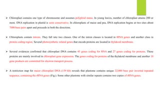  Chloroplast contains one type of chromosome and assumes polyploid status. In young leaves, number of chloroplast attains 200 or
more. DNA replication in plastid is semi conservative. In chloroplasts of maize and pea, DNA replication begins at two sites about
7000 base pairs apart and proceeds in both the directions.
 Chloroplasts contain introns. They fall into two classes. One of the intron classes is located in tRNA genes and another class in
protein coding region. Several photosynthetic related genes that encode proteins are located in thylakoid membrane.
 Several evidences confirmed that chloroplast DNA contains 45 genes coding for RNA and 27 genes coding for proteins. These
proteins are mainly involved in chloroplast gene expression. The genes coding for proteins of the thylakoid membrane and another 10
gene products are committed for electron transport process.
 A restriction map for maize chloroplast DNA (139 kb) reveals that plastome contains unique 22,000 base pair inverted repeated
sequence, containing the rRNA genes (Fig.). Some other plastome with similar repeats contains two copies of rRNA genes.
 