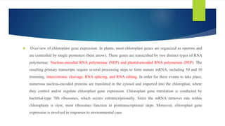  Overview of chloroplast gene expression. In plants, most chloroplast genes are organized as operons and
are controlled by single promoters (bent arrow). These genes are transcribed by two distinct types of RNA
polymerase: Nucleus-encoded RNA polymerase (NEP) and plastid-encoded RNA polymerase (PEP). The
resulting primary transcripts require several processing steps to form mature mRNA, including 50 and 30
trimming, intercistronic cleavage, RNA splicing, and RNA editing. In order for these events to take place,
numerous nucleus-encoded proteins are translated in the cytosol and imported into the chloroplast, where
they control and/or regulate chloroplast gene expression. Chloroplast gene translation is conducted by
bacterial-type 70S ribosomes, which occurs cotranscriptionally. Since the mRNA turnover rate within
chloroplasts is slow, most ribosomes function in posttranscriptional steps. Moreover, chloroplast gene
expression is involved in responses to environmental cues
 