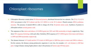 Chloroplast ribosomes
 Chloroplast ribosomes contain about 50 ribosomal proteins, distributed between the two subunits. The 23 S, 5 S, 4.5 S
rRNA are present in the 50 S subunit and the 16 S rRNA is in the 30 S subunit. Plastid contains tRNA synthetase
enzymes. The presence of plastid tRNA is able to charge all of the 20 protein amino acids. Synthesis of protein in
chloroplast utilizes normal genetic code.
 The sequences of the maize and tobacco 16 S rRNA genes are 1491 and 1486 nucleotides in length, respectively. They
show 96% sequence homology with each other. Similarly, DNA sequence of 23 S rRNA genes from maize and tobacco
is 2898 and 2804 nucleotides respectively.
 The distance between 16 S (end) and the 23 S (start) of rRNA gene is 2408 base pairs in maize and 2080 in tobacco .
On the contrary, the distance among prokaryotic organisms is very less, for example, in E. coli distance is 440 base
pairs. Longer distance among higher plants is due to the presence of introns upto 950 base pairs.
 