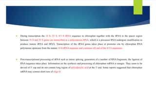  During transcription the 16 S, 23 S, 4.5 S rRNA sequence in chloroplast together with the tRNA in the spacer region
between 16 S and 23 S genes are transcribed as a polycistronic RNA, which is a precursor RNA undergoes modification to
produce mature tRNA and rRNA. Transcription of the rRNA genes takes place at promoter site by chloroplast RNA
polymerase upstream from the mature 16 S rRNA sequence and continues till end of the 4.5 S sequences.
 Post-transcriptional processing of rRNA such as intron splicing, generation of a number of RNA fragments, the ligation of
RNA sequence takes place. Information on the synthesis and processing of chloroplast mRNA is meagre. They seem to be
devoid of 5′ cap and do not contain long region of polyadenylic acid at the 3′ end. Some reports suggested that chloroplast
mRNA may contain short runs of oligo A
 