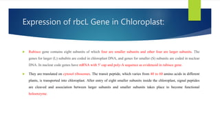 Expression of rbcL Gene in Chloroplast:
 Rubisco gene contains eight subunits of which four are smaller subunits and other four are larger subunits. The
genes for larger (L) sububits are coded in chloroplast DNA, and genes for smaller (S) subunits are coded in nuclear
DNA. In nuclear code genes have mRNA with 5′ cap and poly-A sequence as evidenced in rubisco gene.
 They are translated on cytosol ribosomes. The transit peptide, which varies from 40 to 60 amino acids in different
plants, is transported into chloroplast. After entry of eight smaller subunits inside the chloroplast, signal peptides
are cleaved and association between larger subunits and smaller subunits takes place to become functional
holoenzyme.
 