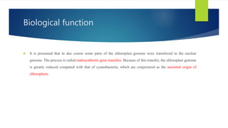 Biological function
 It is presumed that in due course some parts of the chloroplast genome were transferred to the nuclear
genome. The process is called endosymbiotic gene transfers. Because of this transfer, the chloroplast genome
is greatly reduced compared with that of cyanobacteria, which are conjectured as the ancestral origin of
chloroplasts.
 