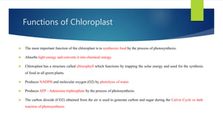 Functions of Chloroplast
 The most important function of the chloroplast is to synthesize food by the process of photosynthesis.
 Absorbs light energy and converts it into chemical energy.
 Chloroplast has a structure called chlorophyll which functions by trapping the solar energy and used for the synthesis
of food in all green plants.
 Produces NADPH and molecular oxygen (O2) by photolysis of water.
 Produces ATP – Adenosine triphosphate by the process of photosynthesis.
 The carbon dioxide (CO2) obtained from the air is used to generate carbon and sugar during the Calvin Cycle or dark
reaction of photosynthesis.
 