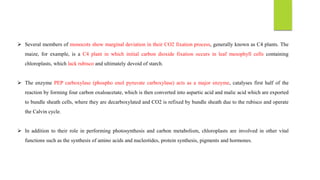  Several members of monocots show marginal deviation in their CO2 fixation process, generally known as C4 plants. The
maize, for example, is a C4 plant in which initial carbon dioxide fixation occurs in leaf mesophyll cells containing
chloroplasts, which lack rubisco and ultimately devoid of starch.
 The enzyme PEP carboxylase (phospho enol pyruvate carboxylase) acts as a major enzyme, catalyses first half of the
reaction by forming four carbon oxaloacetate, which is then converted into aspartic acid and malic acid which are exported
to bundle sheath cells, where they are decarboxylated and CO2 is refixed by bundle sheath due to the rubisco and operate
the Calvin cycle.
 In addition to their role in performing photosynthesis and carbon metabolism, chloroplasts are involved in other vital
functions such as the synthesis of amino acids and nucleotides, protein synthesis, pigments and hormones.
 