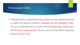 Chloroplast DNA
 Chloroplast DNA is comparatively large, circular in nature, commonly denoted
as ctDNA. The presence of DNA in chloroplast was first identified in 1962.
The size of chloroplast DNA is usually 140 kb in higher plants and less than
190 kb in lower eukaryotic plants. However, the size of the ctDNA is generally
between 120 and 155 kb.
 