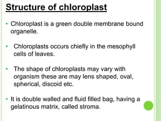 Structure of chloroplast 
• Chloroplast is a green double membrane bound 
organelle. 
• Chloroplasts occurs chiefly in the mesophyll 
cells of leaves. 
• The shape of chloroplasts may vary with 
organism these are may lens shaped, oval, 
spherical, discoid etc. 
• It is double walled and fluid filled bag, having a 
gelatinous matrix, called stroma. 
 
