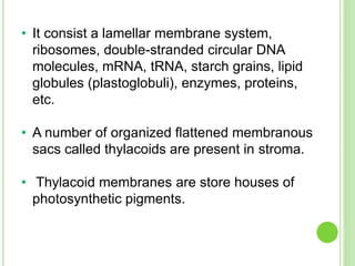 • It consist a lamellar membrane system, 
ribosomes, double-stranded circular DNA 
molecules, mRNA, tRNA, starch grains, lipid 
globules (plastoglobuli), enzymes, proteins, 
etc. 
• A number of organized flattened membranous 
sacs called thylacoids are present in stroma. 
• Thylacoid membranes are store houses of 
photosynthetic pigments. 
 