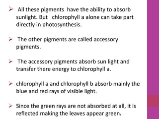  All these pigments have the ability to absorb 
sunlight. But chlorophyll a alone can take part 
directly in photosynthesis. 
 The other pigments are called accessory 
pigments. 
 The accessory pigments absorb sun light and 
transfer there energy to chlorophyll a. 
 chlorophyll a and chlorophyll b absorb mainly the 
blue and red rays of visible light. 
 Since the green rays are not absorbed at all, it is 
reflected making the leaves appear green. 
 