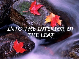 INTO THE INTERIOR OF 
THE LEAF 
 