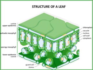 STRUCTURE OF A LEAF 
 