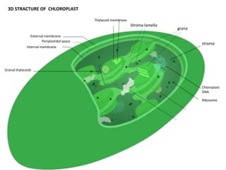 stroma 
grana 
Chloroplast 
DNA 
Ribosome 
Stroma lamella 
External membrane 
Periplastidal space 
Internal membrane 
Granal thylacoids 
Thylacoid membrane 
3D STRACTURE OF CHLOROPLAST 
 