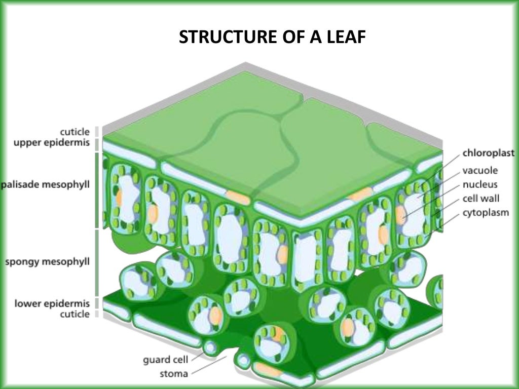 CHLOROPLAST AND CHLOROPHYLL
