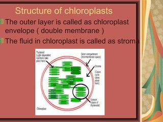 Structure of chloroplasts
The outer layer is called as chloroplast
envelope ( double membrane )
The fluid in chloroplast is called as stroma
 