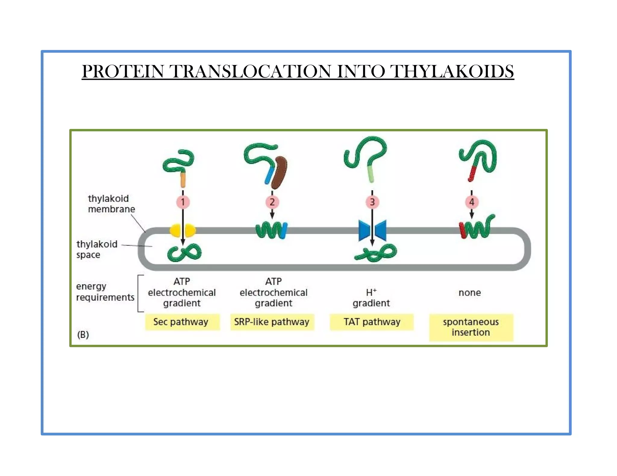 PROTEIN TRANSLOCATION INTO THYLAKOIDS
 