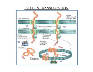 PROTEIN TRANSLOCATION
 