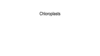 Chloroplasts
Chloroplasts
 