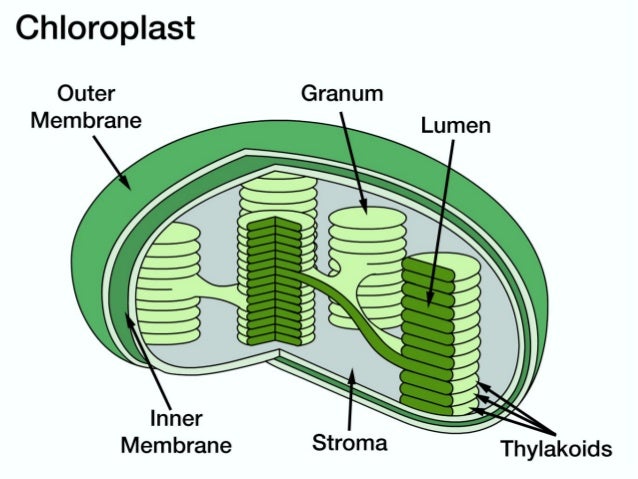 diagram energy 10 grade level chlorophyll Chloroplasts grade 9th Biology and for Advanced diagram energy 10 grade level chlorophyll Chloroplasts grade 9th Biology and for Advanced
